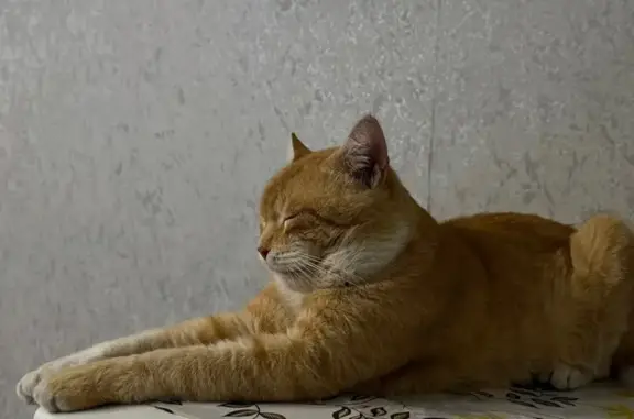 Пропала кошка, ул. Маршала Жукова, 25