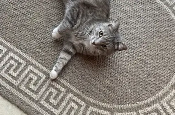 Найденные животные Великий Новгород, фото: Кошка найдена, Ломоносова 37, Вел. Новгород