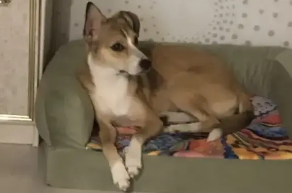 Собака найдена: Смоленский пер., 4/2, Тверь