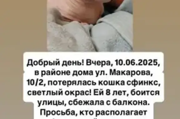 Пропала кошка, переулок Макарова, 10/2