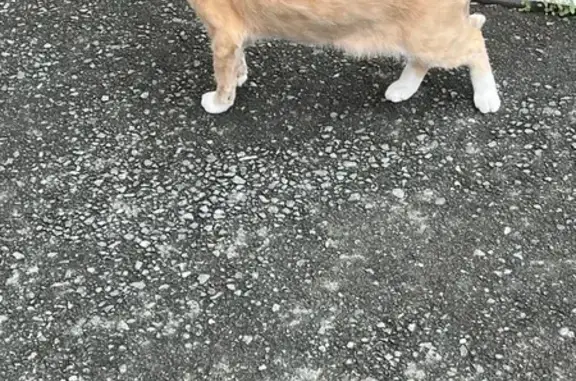 Кошка на ул. Феликса Аржанова, Тюмень