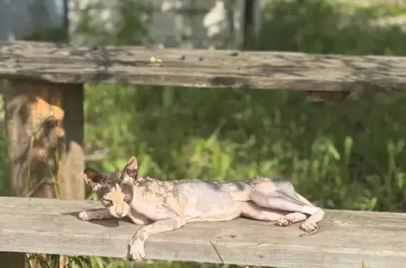 Пропала кошка, Чуфаровское поселение