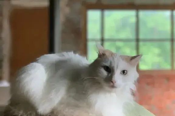 Пропал белый кот, ул. Щорса, 13, ГК