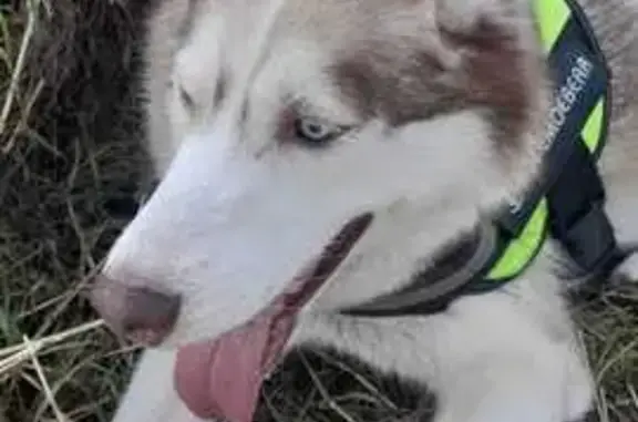 Найдена собака, Костромская область, фото: Хаски найдена в Кузьмищах, Кострома