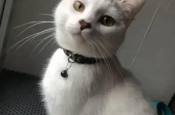 Пропала белая кошка, ул. Герцена, 35