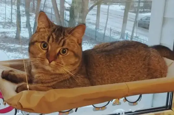 Пропала кошка, Мирная ул., 2, Растуново