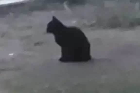 Найдена черная кошка, Октябрьская 1, Москва