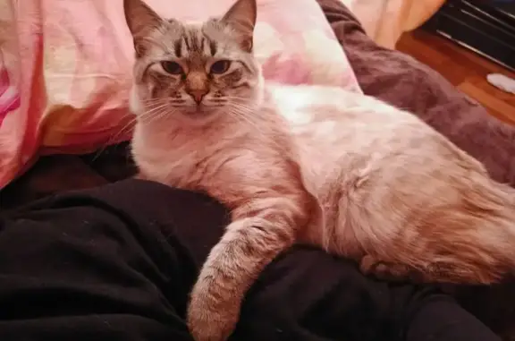 Пропала кошка, пр-т Ст. Димитрова, 55, Брянск