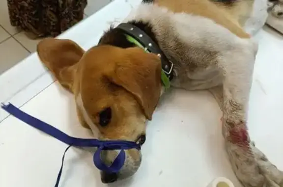 Найдена собака, , фото: Собака найдена: Казань, Татарстан