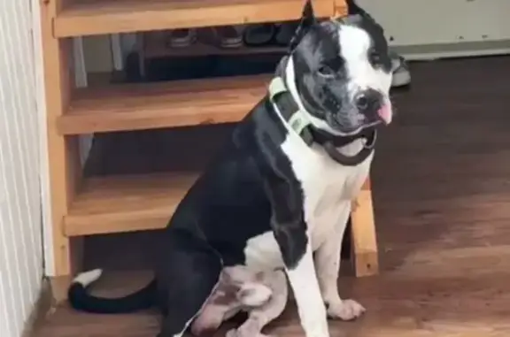 Найдена собака, Тверская область, фото: Собака найдена в Черногубово, М-11