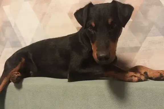 Собаки потеряшки, Смоленская область, фото: Потеряшка собака, Смоленская область, лес