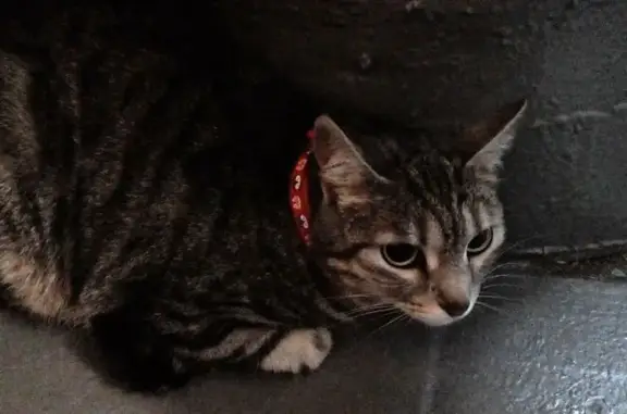 Найдена кошка, Карамышевская наб. 2/1