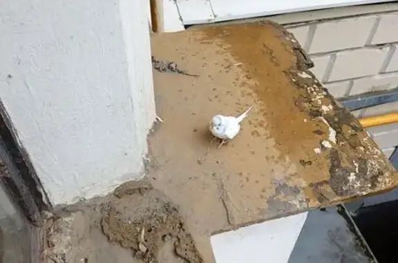 Птица найдена: Ленинградский проспект, Москва