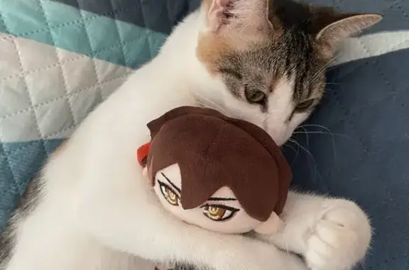 Кошки потеряшки, Петрозаводск, фото: Потеряшка кошка, Сортавальская 6, Петрозаводск