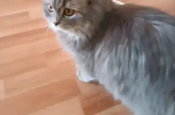 Пропала кошка, ул. Народного Ополчения