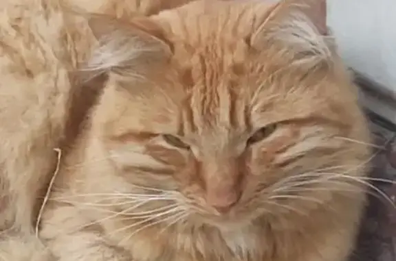 Пропала кошка, Родниковская 42, Иваново