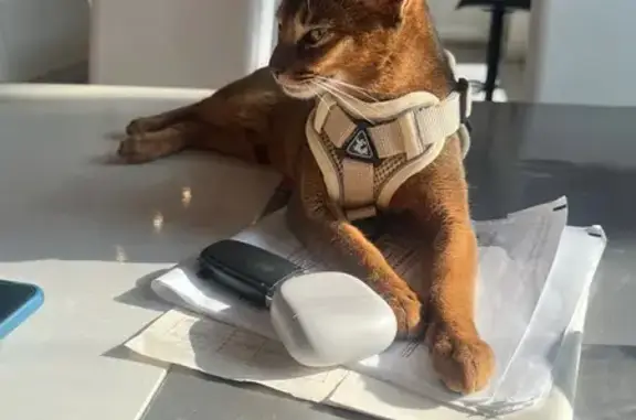 Кошки потеряшки, Лебяжье, фото: Потеряшка кошка, Сосновая ул, 2Б, Лебяжье