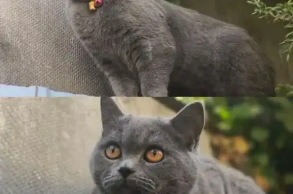 Кошки потеряшки, Симферополь, фото: Потеряшка кошка, переулок Бокуна, Симф.