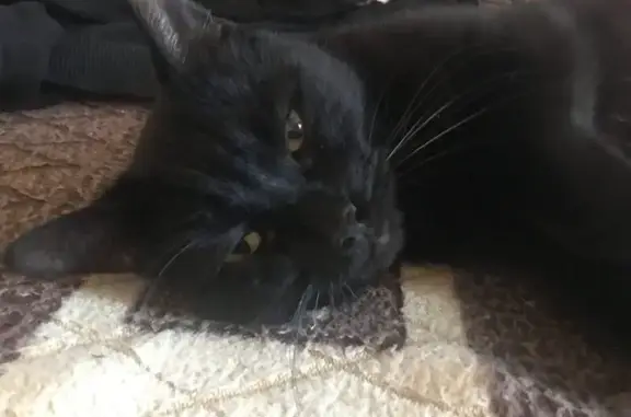 Кот найден, Рокоссовского 44, Волгоград