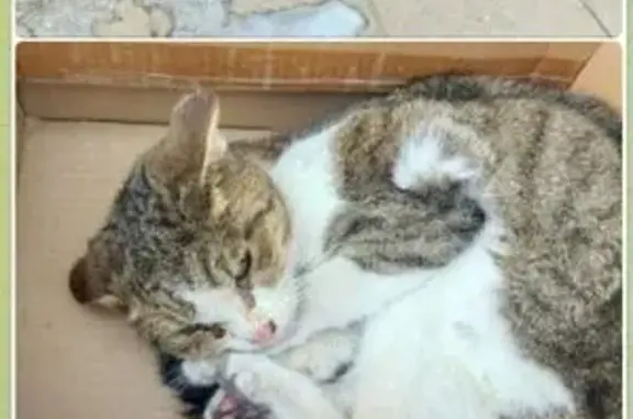 Найдена кошка, Москва, фото: Кошка найдена: ул. Малая Дмитровка, 2 с2