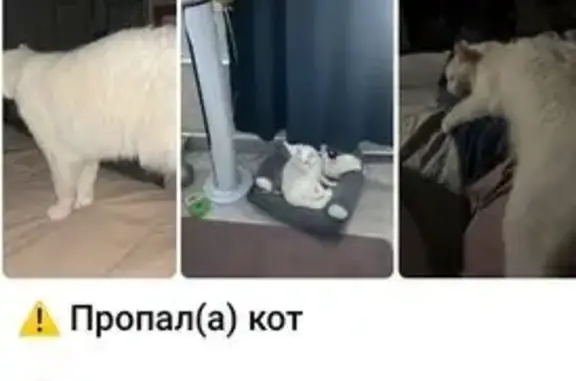 Пропал кот, Садовая-Черногрязская 13/3 с1