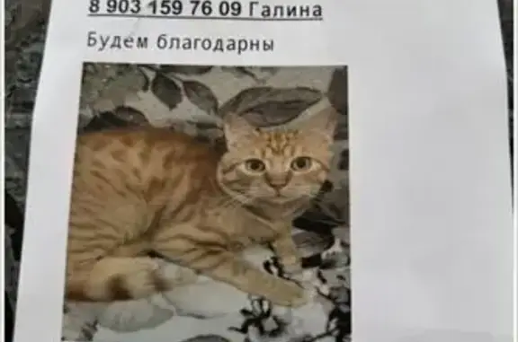 Пропала кошка, Бродников пер. 10 к2