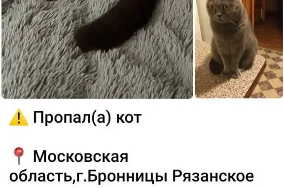 Пропал кот, Рязанское шоссе 4, Бронницы
