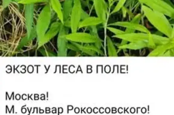 Найдена кошка, Ивантеевская ул., Москва