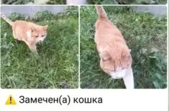 Кошка найдена: Синичкина, 9 к1, Москва