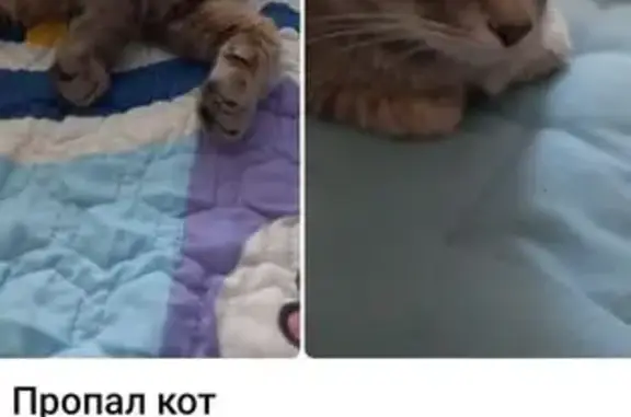 Пропал кот, ул. Салтыкова, Пушкино