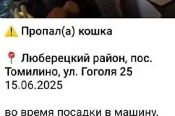 Пропала кошка, Гоголя 25, Томилино