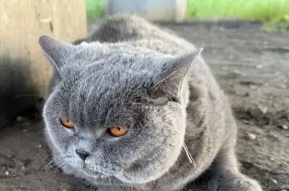 Пропала британская кошка, МО