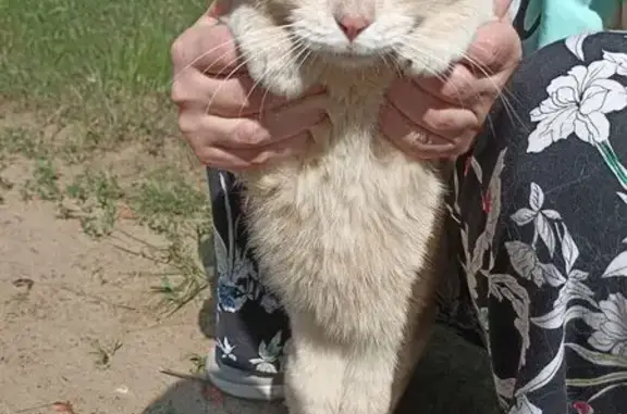 Найдена кошка, Энгельс, фото: Кошка найдена: Тростниковая 104, Энгельс