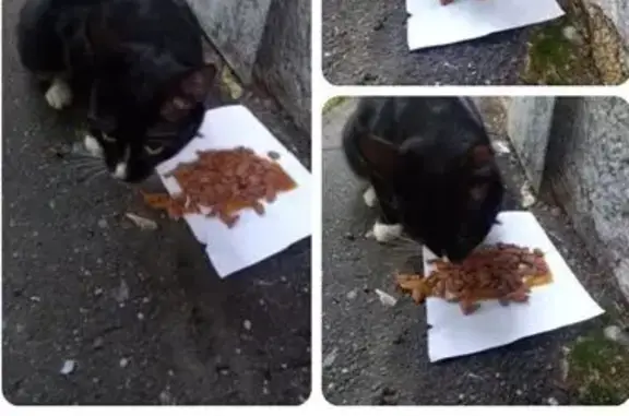 Найдена кошка, Москва, фото: Кошка найдена: Зелёный проспект, Москва