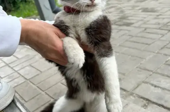 Найдена кошка, Москва, фото: Кошка найдена: Судостроительная 17, Москва