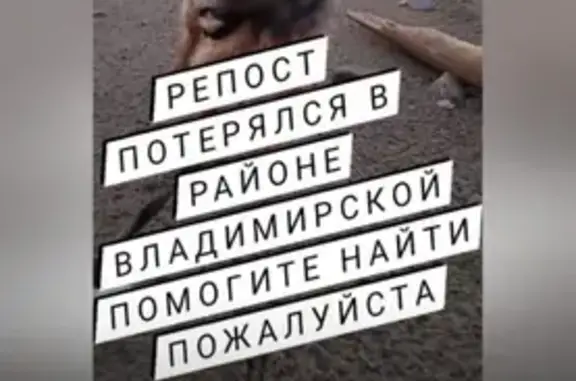 Собаки потеряшки, Новосибирск, фото: Потеряшка собака, Саратовская 38, Новосибирск