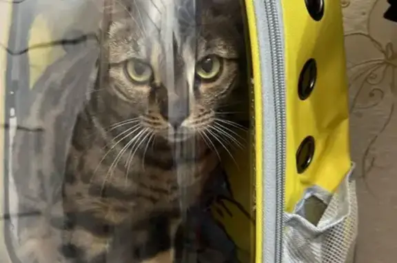 Найдена кошка, Павловское, фото: Кошка найдена: Семеновское, Павловское СП