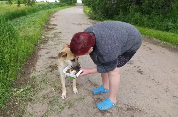 Найдена собака, , фото: Собака найдена: д. Овечкино, Зарайский округ