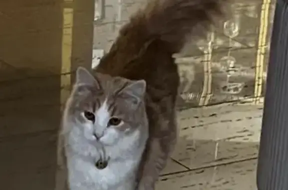 Кошки потеряшки, , фото: Потеряшка кот Кузя, Сиреневая, 6В