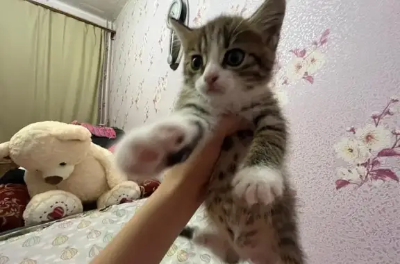 Кошки потеряшки, Джубга, фото: Потеряшка кошка, ул. Новостройка, 53, Джубга