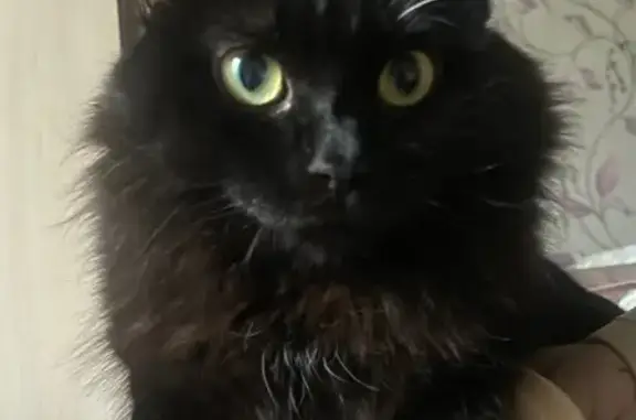 Кошки потеряшки, Кемерово, фото: Потеряшка чёрная кошка, Комсомольский 49