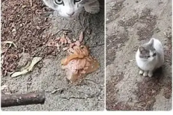 Кошка найдена: ул. Нар. Ополчения, 39 к2