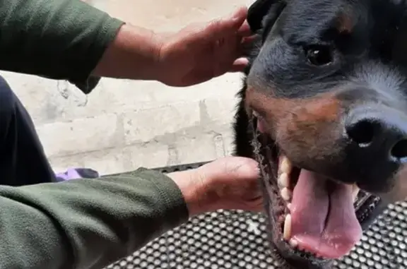 Собака найдена: пер. Буянова, 13, Могилёв