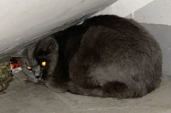 Кошка найдена на бульваре Менделеева, 11