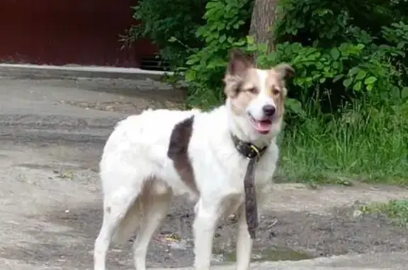 Найдена собака, Нижний Тагил, фото: Собака найдена: Ленинградский пр. 62, Н.Тагил