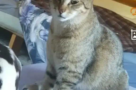 Пропала кошка, МО, тигровый окрас