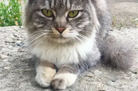 Кошка найдена, ул. Гидростроителей, 13А