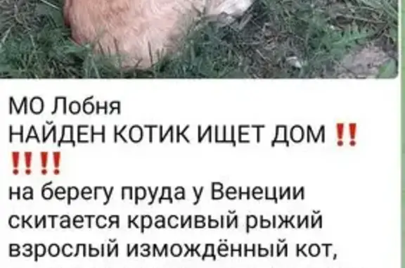 Найдена кошка, Лобня, фото: Кошка найдена: ул. Ленина, 31, Лобня