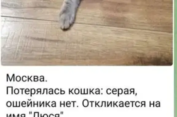 Пропала кошка, Измайловское шоссе
