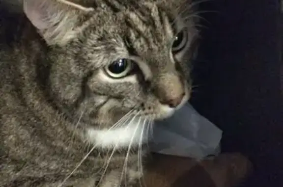 Кошка найдена: Будапештская ул. 89 к1